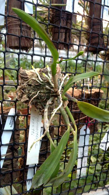 Sophrocattleya opretti.jpg