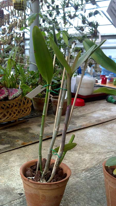 Cattleya bicolor.jpg
