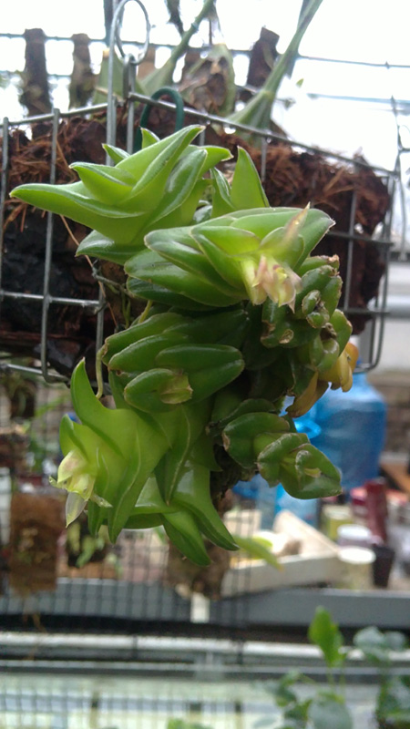 Epidendrum schlechterianum1.jpg