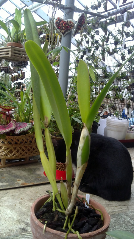 Laelia purpurata.jpg