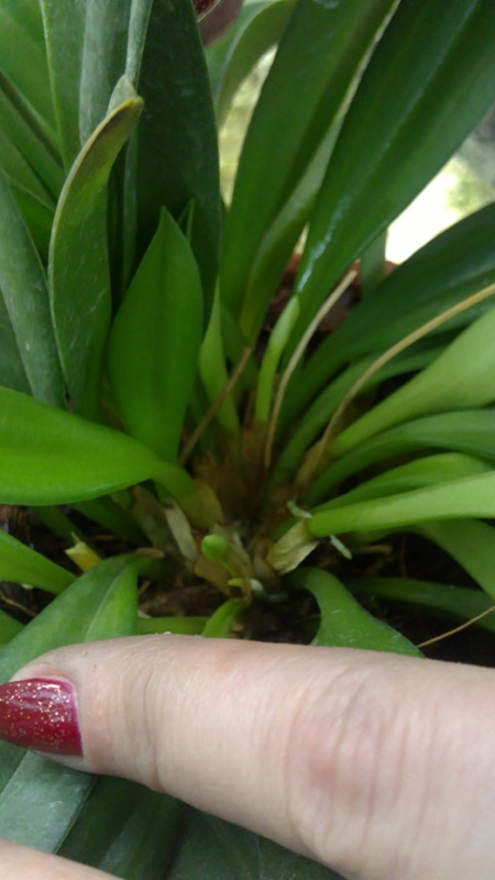 Masdevalia bicolor1.jpg