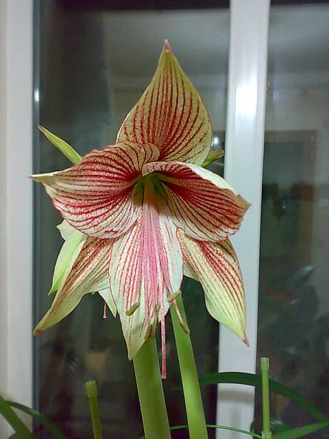 Exotic Star