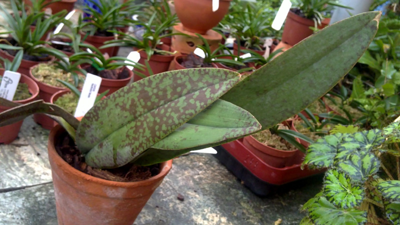 Onc kramerianum 2.jpg