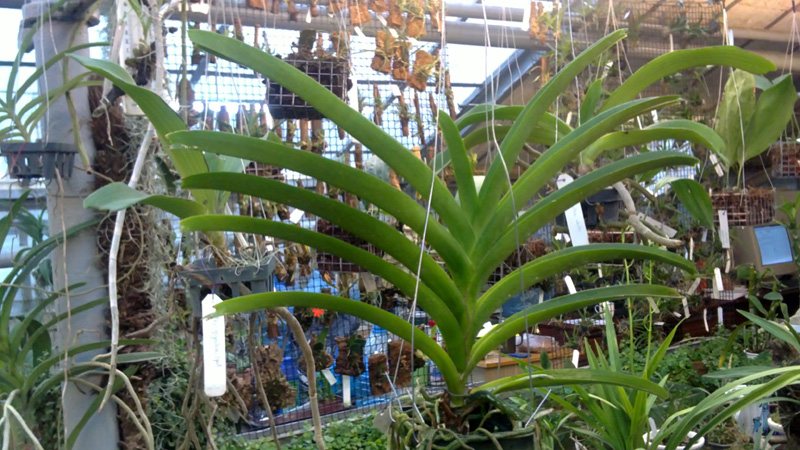 Ascocenda Phairot x Ascocenda Yip Gua Chia Long.jpg