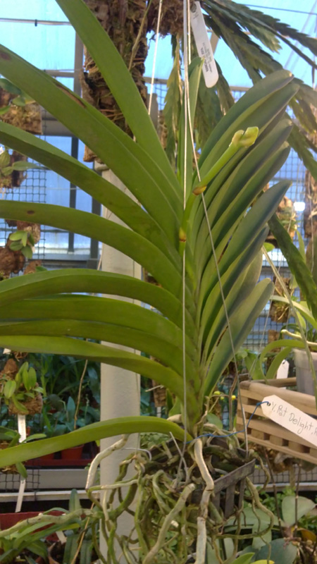 Vanda Pat Delight Red.jpg