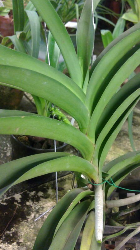 Vanda insignis x Vanda Mimi Palmer.jpg