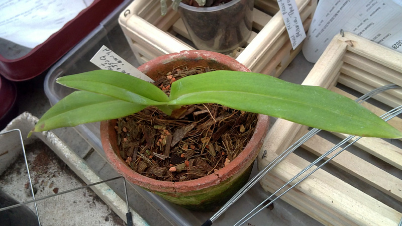 Phragmipedium bessai flava.jpg