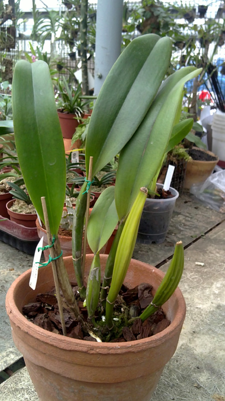 Laeliocattleya Melody Fair Carol 1.jpg