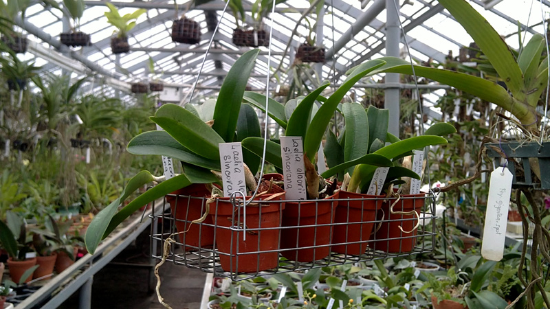 Laelia alaori x sincorana.jpg