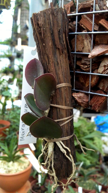 Meiracyllum trinasutum 1.jpg