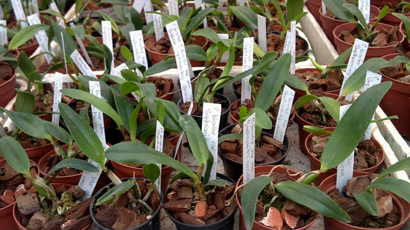 Cattleya bicolor alba x Sophronitis coccinea.jpg