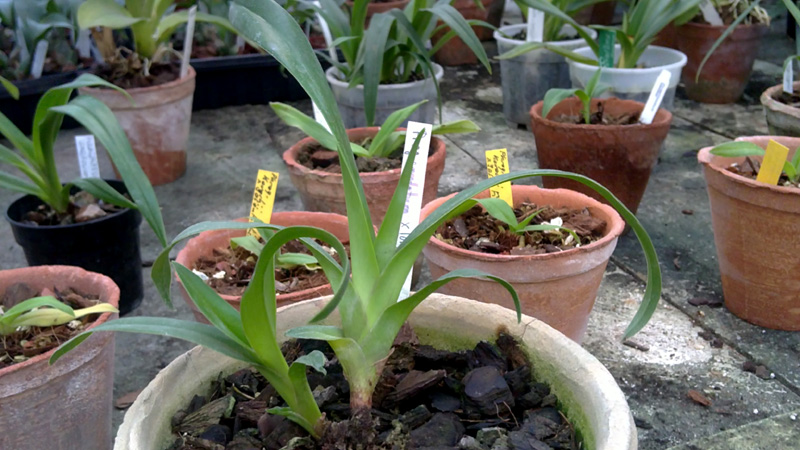 Phragmipedium caudatum x longifolium.jpg