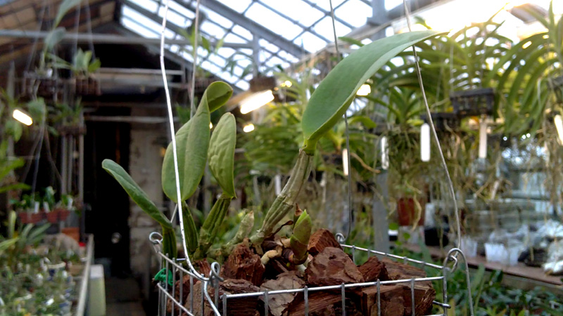 Cattleya walkeriana alba x coerulea 1.jpg