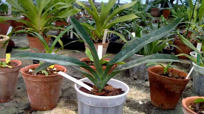 Angraecum sesquipedale.jpg