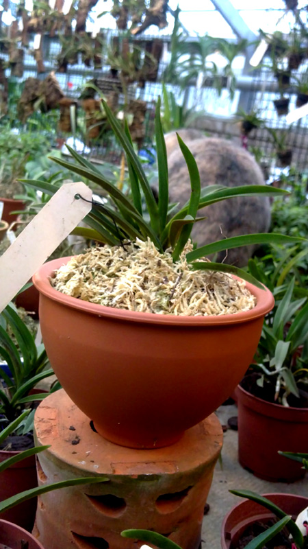Neofinetia falcata 1.jpg