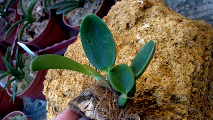 Laelia sincorana XXXX x Laelia sincorana coerulea.jpg