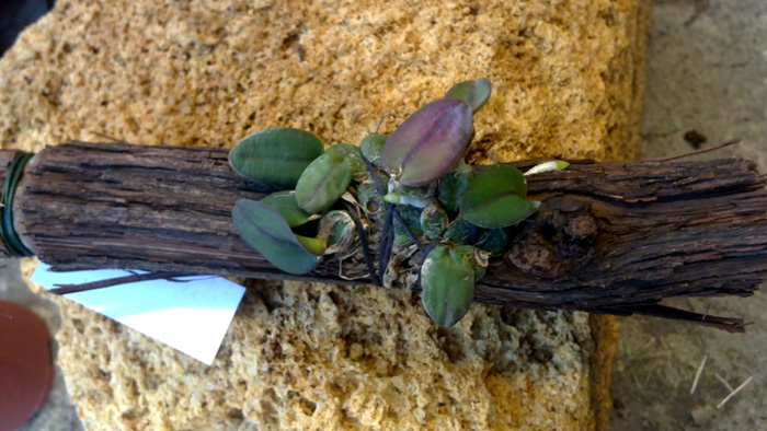 Sophronitis alagoenses.jpg