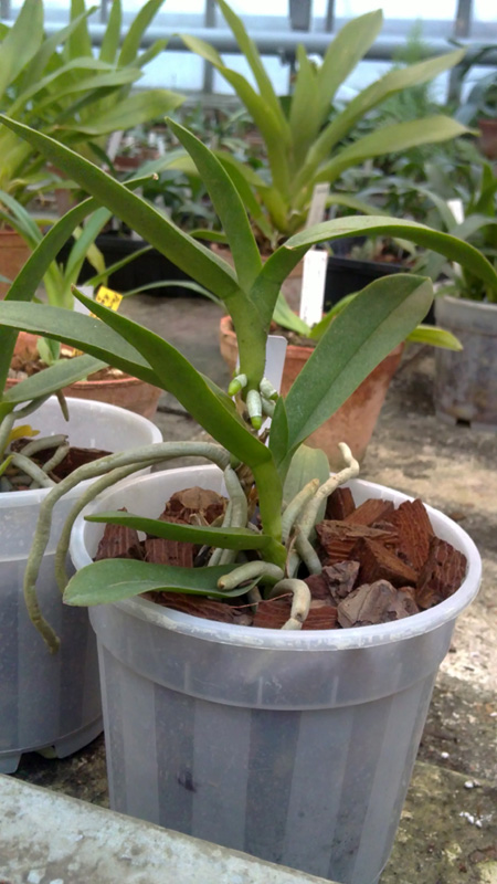 Doritis pulcherrima.jpg