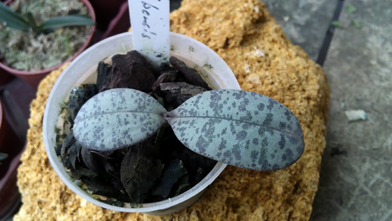 Phalaenopsis celebensis.jpg