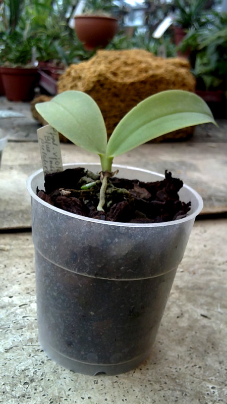 Phalaenopsis violacea Phalaenopsis pulcra.jpg