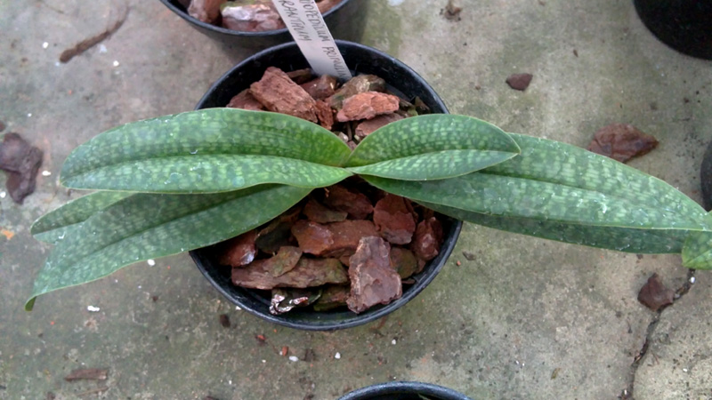 Paphiopedilum primulinum X micranthum.jpg