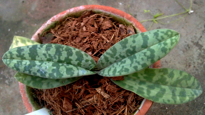 Paphiopedilum wardii.jpg