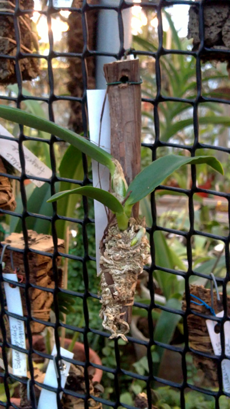 Laelia jongheana.jpg