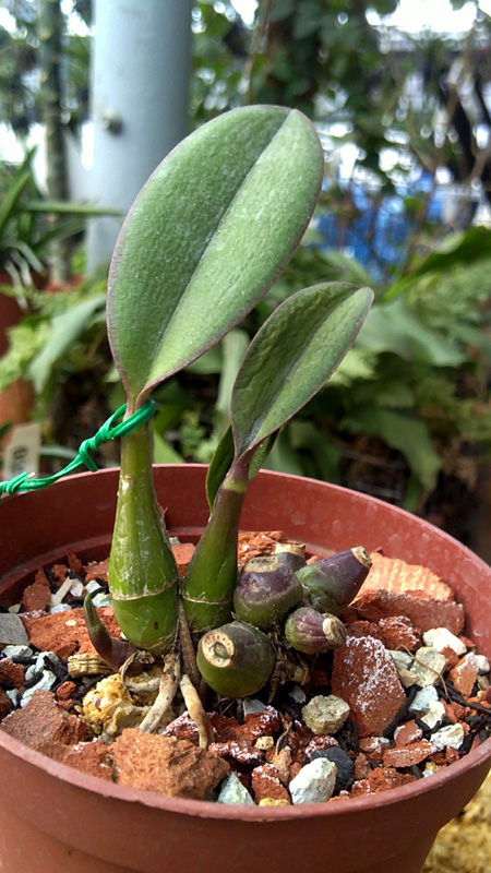 Laelia millerii BV x Laelia millerii Cristiane.jpg