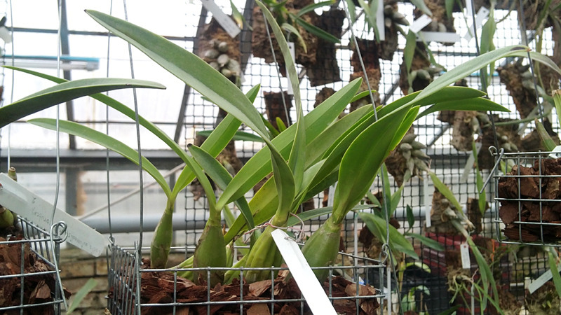 Laelia autumnallis.jpg