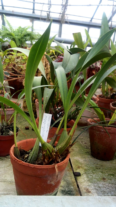 Maxillaria porphyroglossa.jpg