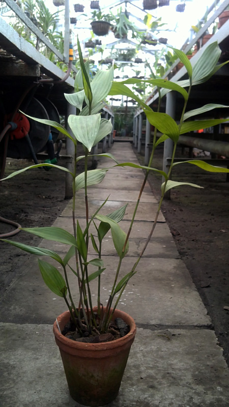 Sobralia gentryi.jpg