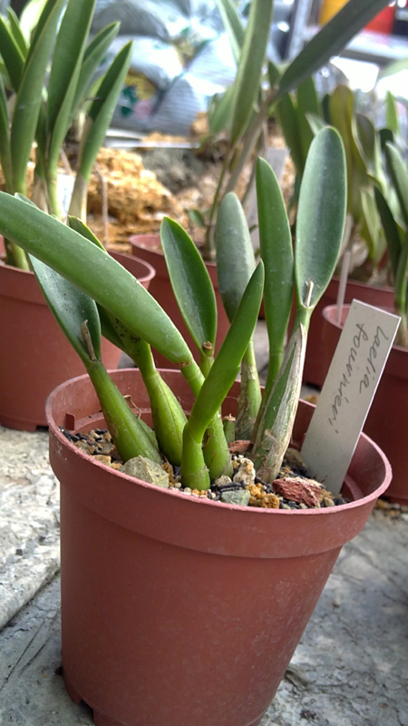 Laelia fournieri 1.jpg