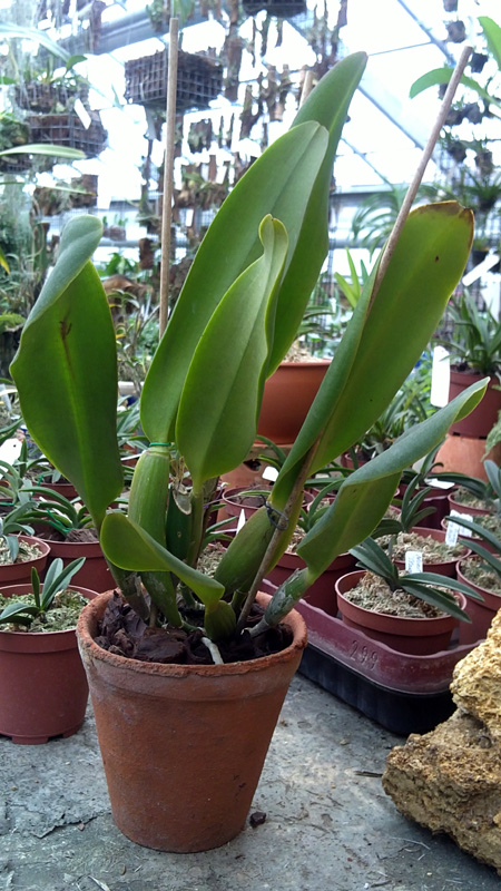 Brassolaeliocattleya King of Taiwan.jpg