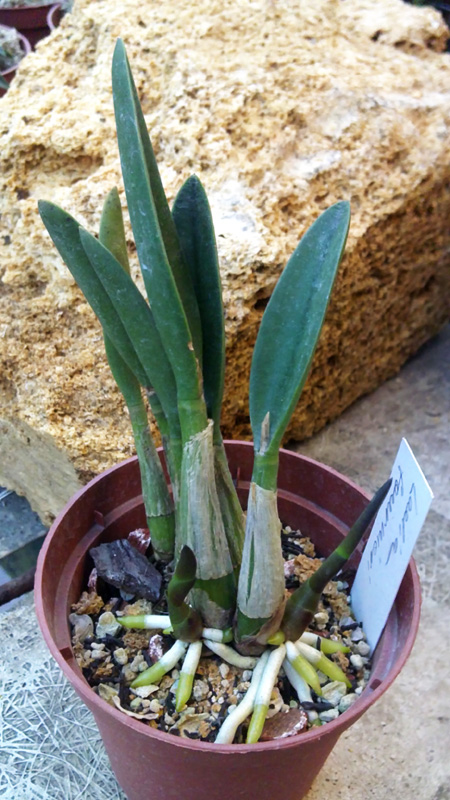 Laelia fournieri 2.jpg