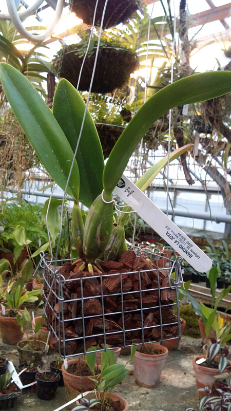 Laelia anceps Guerrero x Laelia sincorona 1.jpg