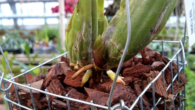 Laelia anceps Guerrero x Laelia sincorona.jpg