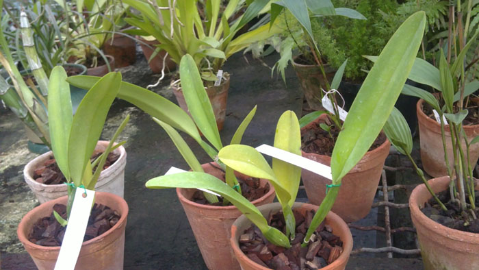 Cattleya dowiana.jpg