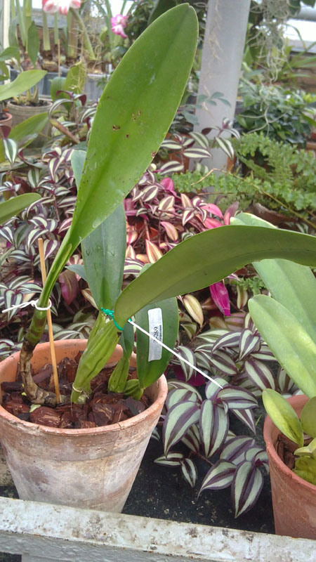 Cattleya trianae1.jpg