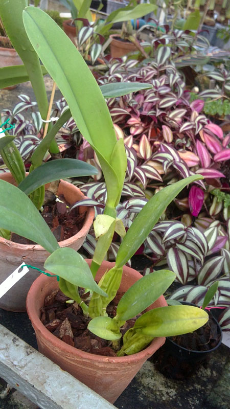 Cattleya trianae2.jpg