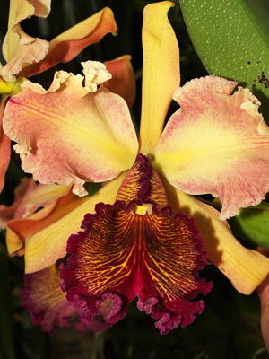 C-dowiana-Rosada.jpg