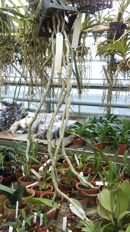 Dendrobium primulinum.jpg