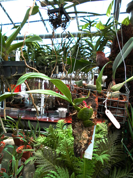 Lycaste dyeriana.jpg