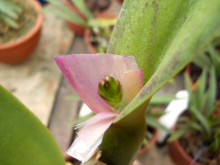 Cattleya Tricombe.jpg