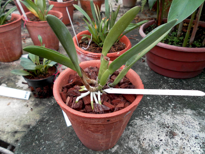 Rhyncholaelia glauca.jpg