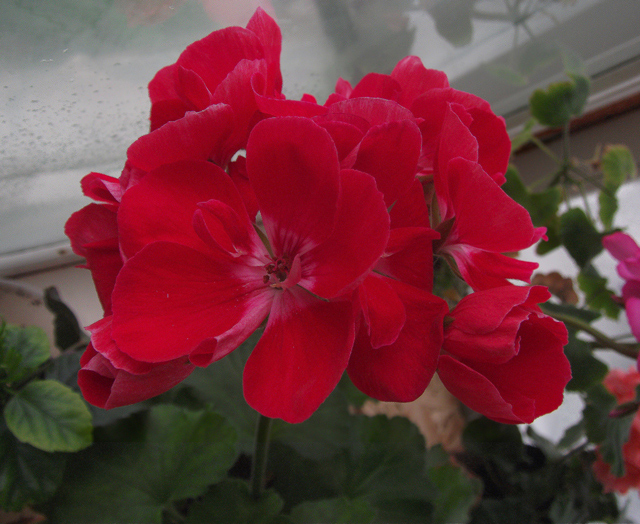 DSCF0735_1.jpg