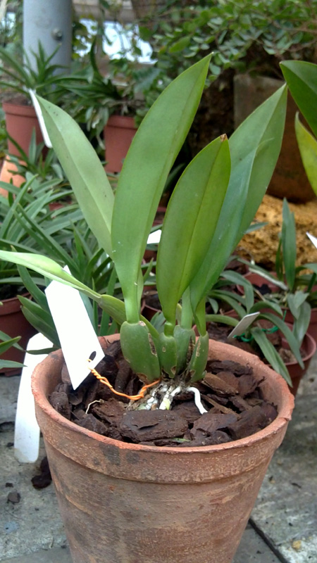 Trichopilia tortillis 1.jpg