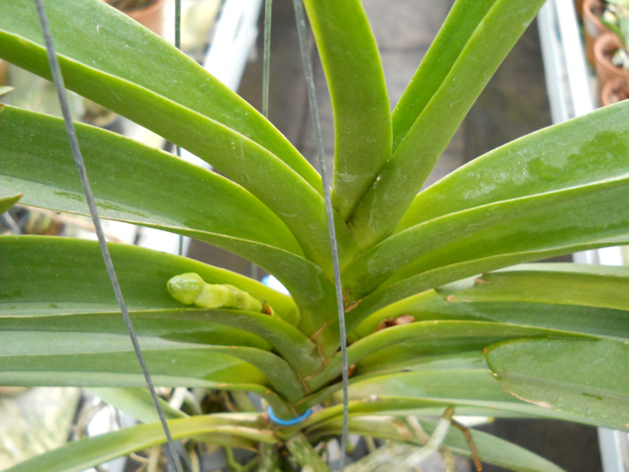 Vanda Pranermprai x Ascocenda Phairot x Vanda Srakaew 1.jpg