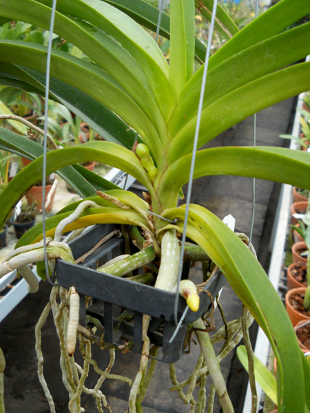 Vascocenda Viboon Velvet.jpg