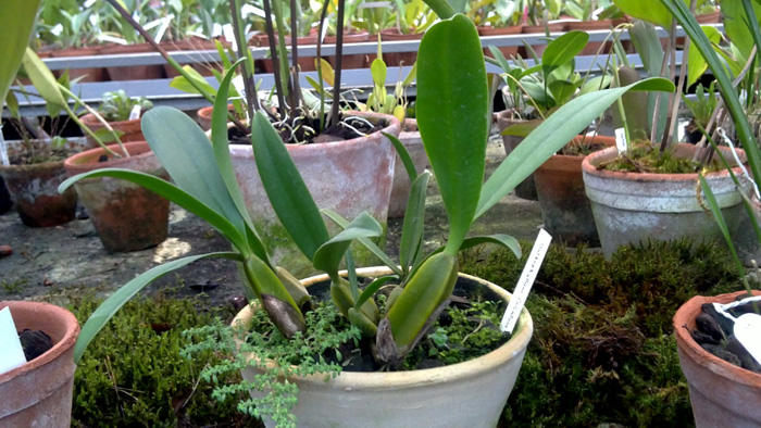 Bulbophyllum falcatum.jpg