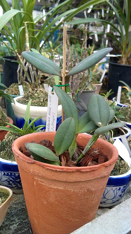 Cattleya schilleriana verde green Entringer x SELF.jpg